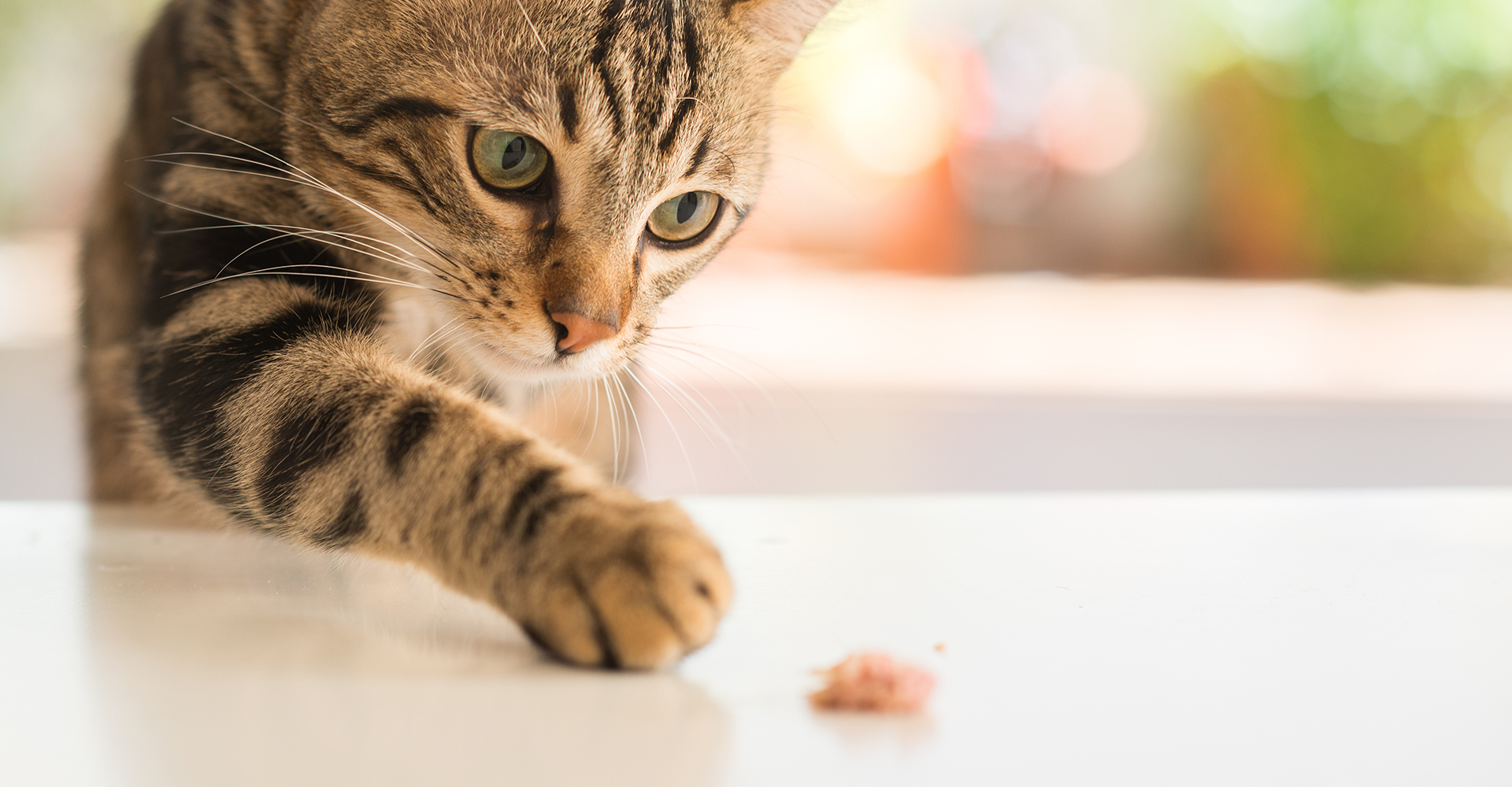 にゃんこハウス PAW（ぽぅ）