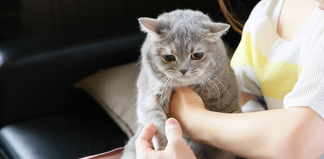 猫専門ペットショップ